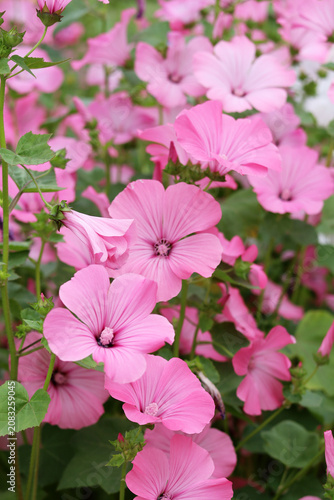 Beautiful pink mallow flowers blooming in the garden.