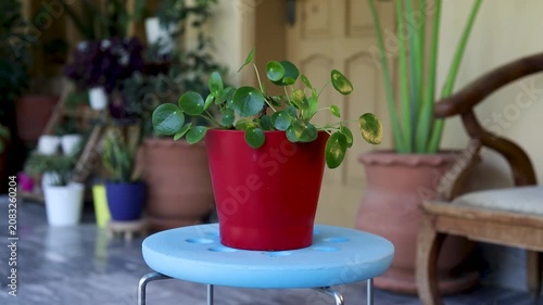 Pilea Peperomioides Chinese Money Plant in Red Ceramic Flowerpot Closeup