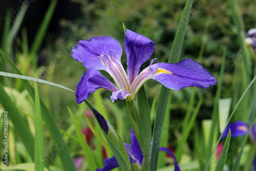 Foto Iris flower blooming in garden