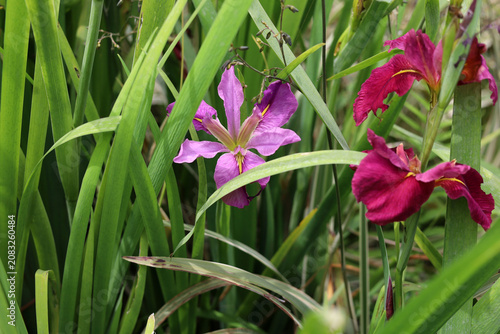 Foto Iris flower blooming in garden