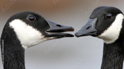 Close up of two geese heads with black and white plumage