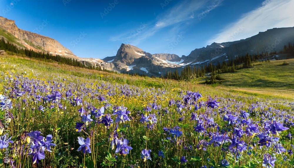 Obraz premium Field With Rocky Mountain Blue Columbine Flowers