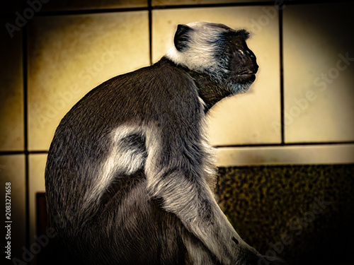 Canvas Print Hanuman langur (Semnopithecus entellus), grey langur monkey with black face and