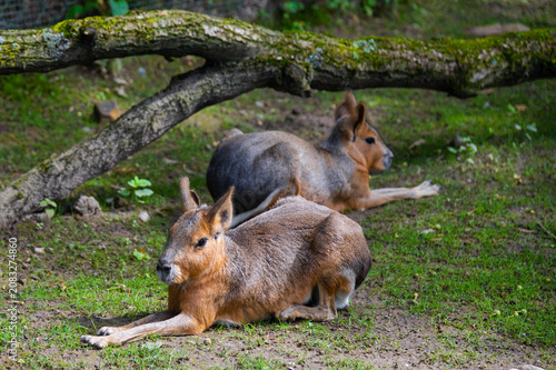 Fotografie Patagonian mara animals resting on grass under tree trunk