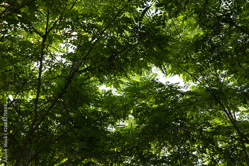 Fototapeta premium View through a dense black locust tree canopy illuminated by natural sunlight. Perfect as a natural background for environmental and forest concepts.