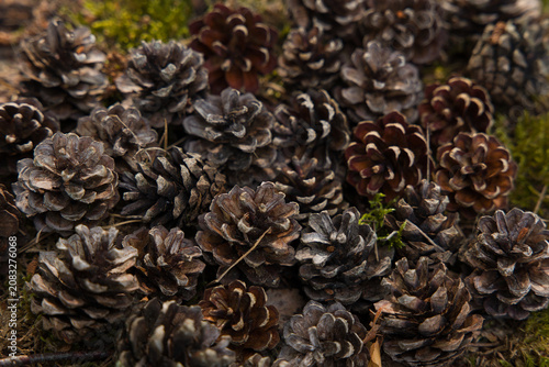 Close-up of numerous pine cones resting on a mossy forest floor in natural light. Ideal for woodland, autumn and natural texture concepts.