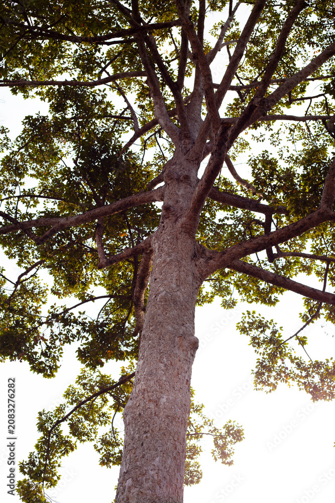 Fototapeta premium Big tall tree trunk and branches low angle view