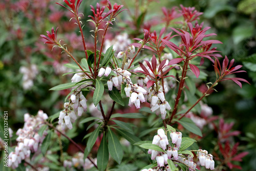 Canvastavla White and pink Pieris japonica flowers blooming