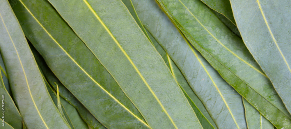 Naklejka premium Fresh green eucalyptus leaves texture full frame background