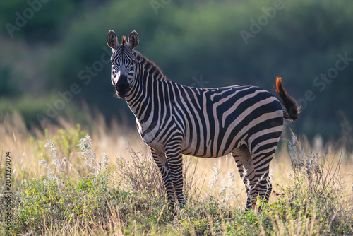 Foto Plains zebra with catchlight stands flicking tail