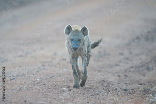 Fotografie Spotted hyena walks toward camera on track