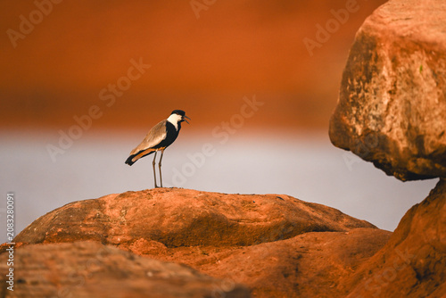 Fotografía Spur-winged lapwing calls from rock by waterhole