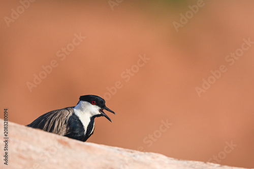 Canvas Print Spur-winged lapwing calls mate from behind rock