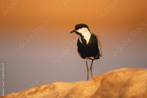Canvas Print Spur-winged lapwing on sunlit rock eyes camera