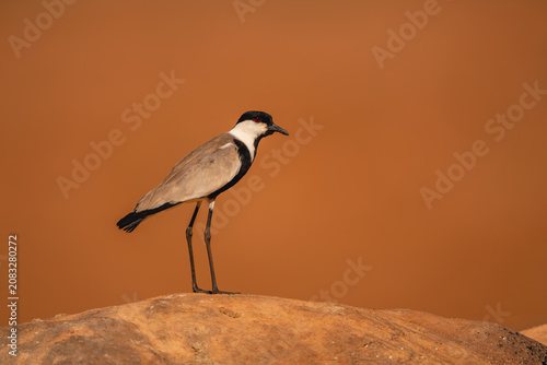 Bild auf Leinwand Spur-winged lapwing stands on horizon on rocks