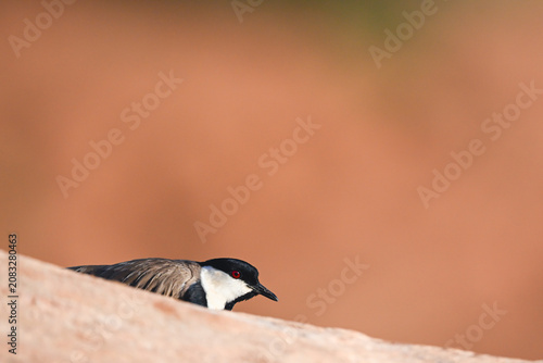 Photography Spur-winged lapwing with catchlight hides behind rock