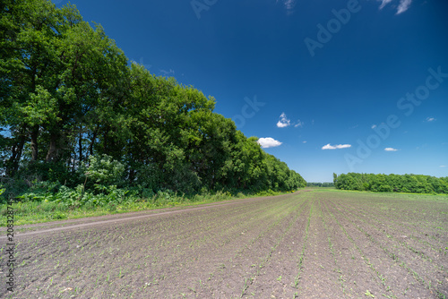 Plowed field beside green tree line under blue sky