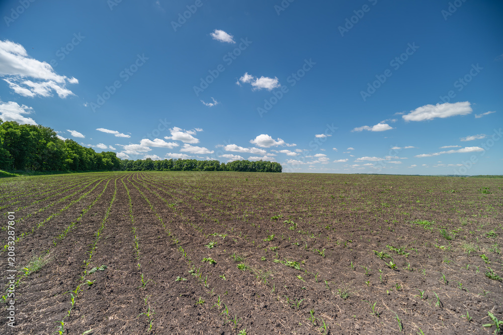 Fototapeta premium Young crop field under a bright blue sky with distant trees