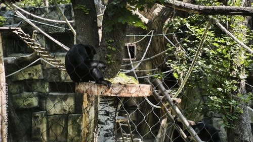 A black siamang gibbon sits on a wooden platform inside a spacious zoo enclosure featuring protective netting.