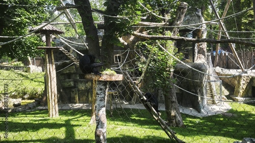 A black siamang gibbon sits on a wooden platform inside a spacious zoo enclosure featuring protective netting.