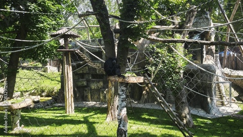 A black siamang gibbon sits on a wooden platform inside a spacious zoo enclosure featuring protective netting.