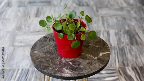 Chinese Money Plant on Round Marble Coffee Table. Top View.