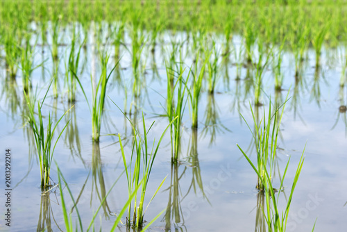 Young rice seedlings reflected in a flooded paddy field in Japan