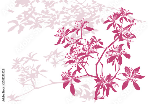 Kalmia with shadows, vector