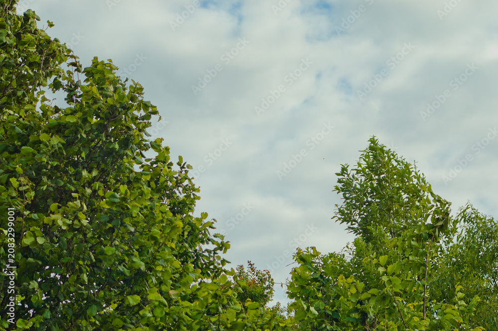 Fototapeta premium The photo shows tree branches with green leaves against a gray sky