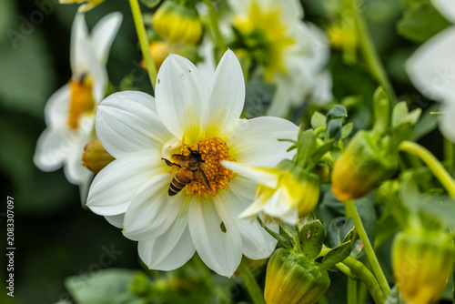 Macro view of honey bee pollinating a colorful dahlia flower, active bee on dahlia.