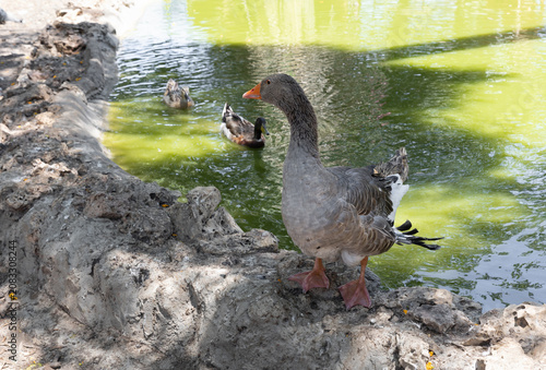 Large  domestic Toulouse goose standing on a shore of pond at public zoo in Karmiel city in northern Israel
