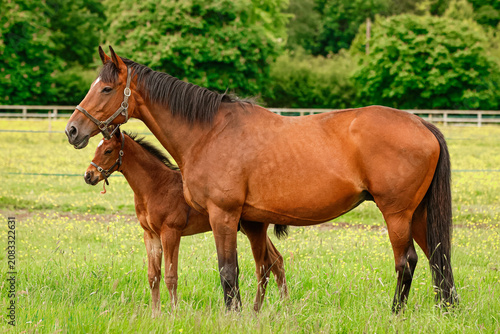 Foto Mare and Foal stood together in field