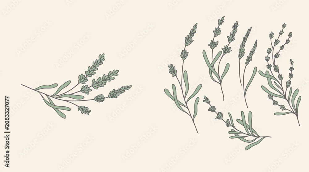 Obraz premium Eine Sammlung von handgezeichneten Lavendelzweigen in einem minimalistischen botanischen Stil auf einem hellen, cremefarbenen Hintergrund für elegantes Grafikdesign.