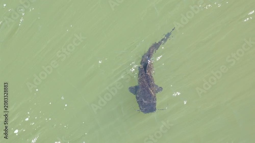 High angle view of a large iguazu catfish, also known as surubi or moncholo, gracefully swimming near the surface of a murky river