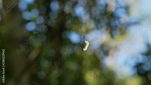 Small green caterpillar, likely an inchworm, dangling and spinning on an invisible silk thread with a blurred forest background
