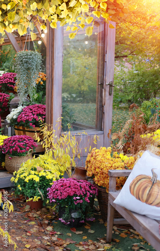 Cozy autumn backyard decor with colorful potted chrysanthemums, yellow fall leaves and a wooden bench with a pumpkin pillow in front of a glass greenhouse.