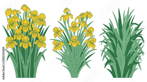 Illustrazione vettoriale di un set di piante di iris gialle e un cespuglio di erba verde isolati su sfondo bianco, ideale per design botanico, decorazioni floreali e progetti grafici.