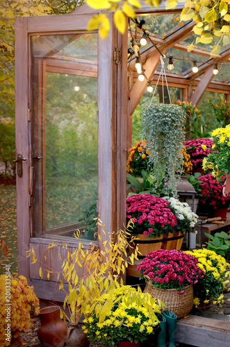 Beautiful autumn garden terrace decorated with vibrant blooming chrysanthemum flowers, warm sunlight and fall foliage background.