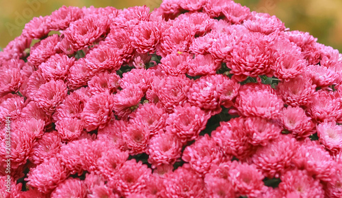 Full frame background of dense blooming pink chrysanthemum flowers, autumn floral texture.
