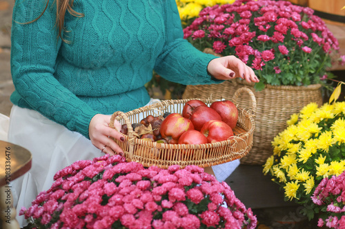 Close-up of an unrecognizable woman in a teal green knitted sweater holding a wicker tray with ripe red apples and chestnuts among colorful chrysanthemums in an autumn garden.