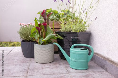 A watering can and decorative potted plants on the terrace. A concept of home garden care.