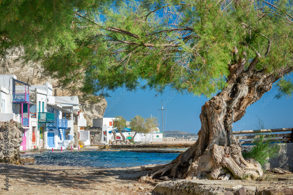 Fototapeta premium Old tree in the village of Klima with colorful seaside houses, vibrant syrmata or syrma houses (traditional greek fishermen boat house by the sea) in Milos, Cyclades islands, Greece scenic landscape