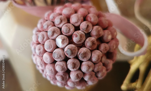 Craspedia Billy Buttons bottoni d'oro artificiale