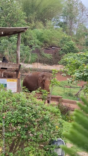 A gentle elephant walking leisurely through a lush, natural environment at an elephant sanctuary in Chiang Mai, Thailand.