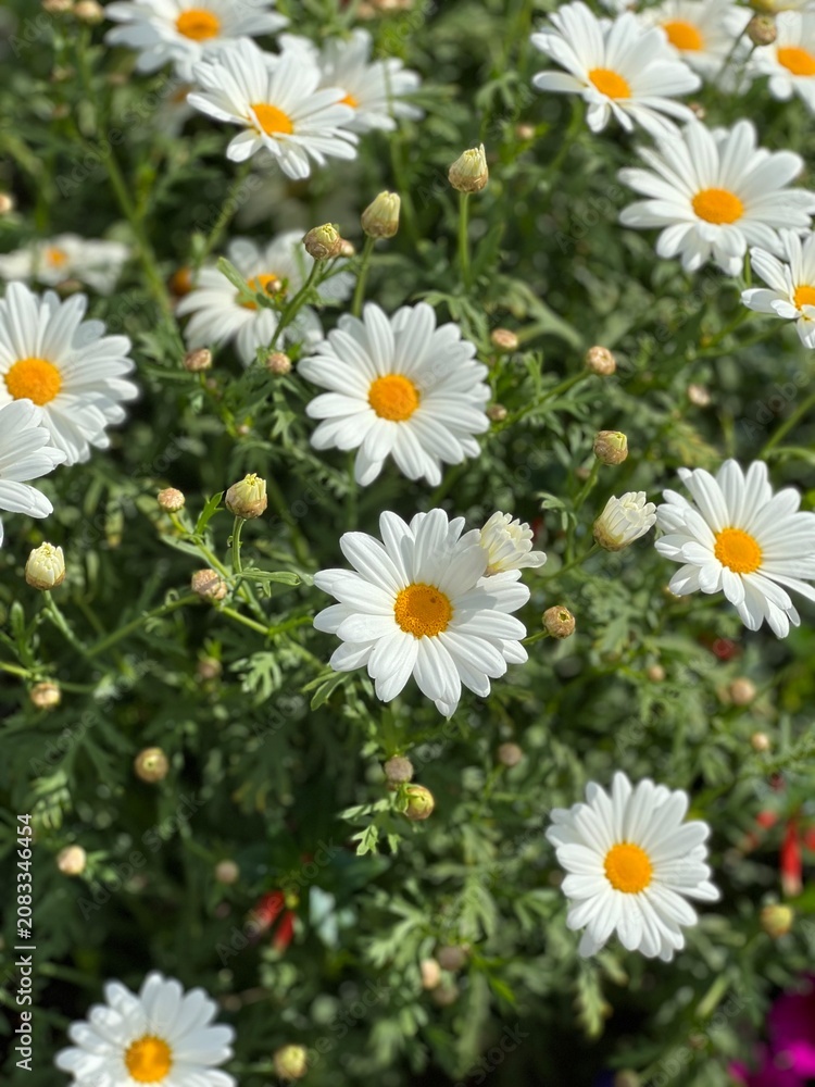 Fototapeta premium daisies in a garden