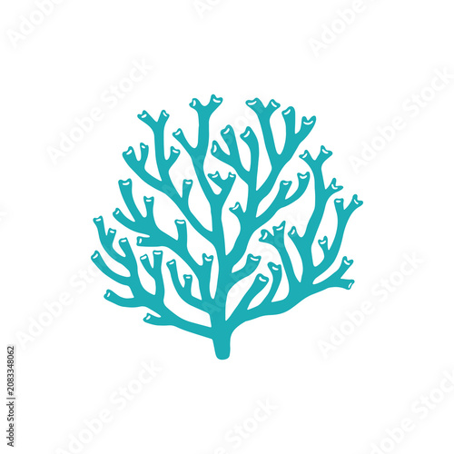 Cuadro en lienzo Catalaphyllia jardinei large polyp stony calcareous coral isolated icon