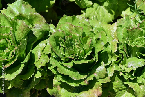 Bild auf Leinwand Green lettuce in the garden. Organic, healthy super food.