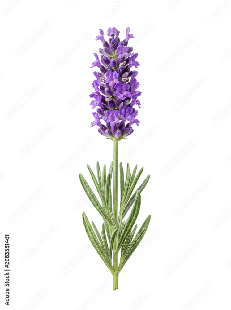 Obraz premium Fresh purple lavender sprig with green leaves, isolated on white background. Botanical beauty for herbal and nature designs