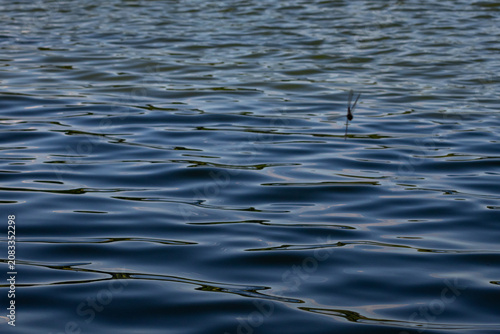 Rippling lake surface reflects late light while a dragonfly hovers above the water adding a fleeting wild detail to an abstract natural texture useful for backgrounds prints and design