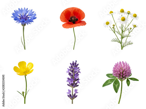 Collection of Beautiful Wildflowers Including Cornflower Poppy Chamomile Buttercup Lavender and Clover